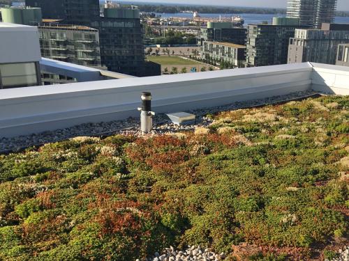 Green roof in the city